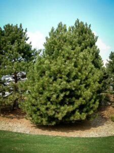 Сосна Чёрная (Pinus Nigra) купить по цене от 270.00р. в интернет-магазине «Посадика» с доставкой почтой в в Гаврилов Посаде и по всей России – [изображение №1].