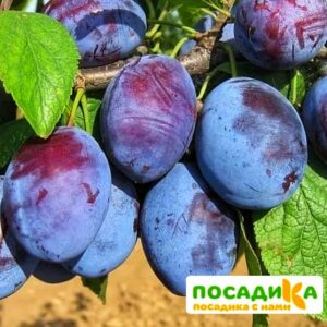 Слива Чачакская ранняя купить по цене от 229.00р. в интернет-магазине «Посадика» с доставкой почтой в в Гаврилов Посаде и по всей России – [изображение №1].