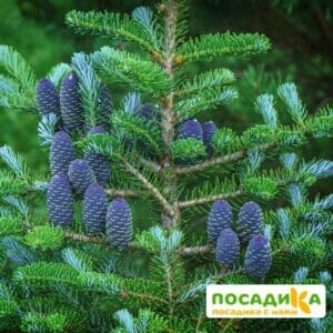 Пихта корейская (Abies koreana) купить по цене от 450.00р. в интернет-магазине «Посадика» с доставкой почтой в в Гаврилов Посаде и по всей России – [изображение №1].