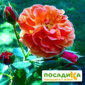 Роза Арабия купить по цене от 350.00р. в интернет-магазине «Посадика» с доставкой почтой в в Гаврилов Посаде и по всей России – [изображение №1].