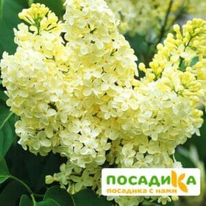 Сирень Примроуз (Primrose) купить по цене от 529.00р. в интернет-магазине «Посадика» с доставкой почтой в в Гаврилов Посаде и по всей России – [изображение №1].