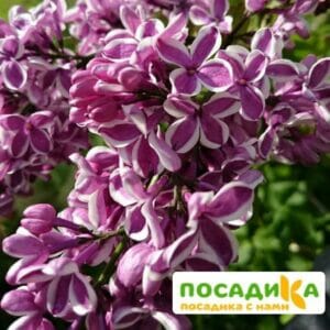 Сирень Сенсация купить по цене от 529.00р. в интернет-магазине «Посадика» с доставкой почтой в в Гаврилов Посаде и по всей России – [изображение №1].