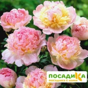 Пион Распберри Сандей (Paeonia Raspberry Sundae) купить по цене от 959р. в интернет-магазине «Посадика» с доставкой почтой в в Гаврилов Посаде и по всей России – [изображение №1].