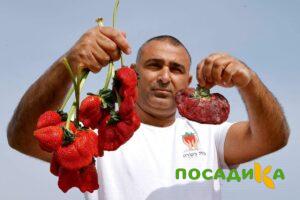 Клубника Гигант Джорнея купить по цене от 266р. в интернет-магазине «Посадика» с доставкой почтой в в Гаврилов Посаде и по всей России – [изображение №1].