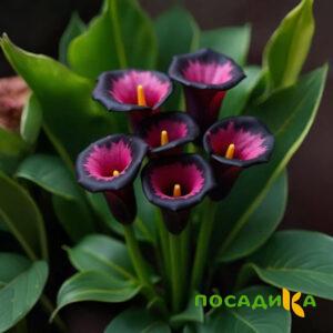Калла Аура Лейс купить по цене от 400р. в интернет-магазине «Посадика» с доставкой почтой в в Гаврилов Посаде и по всей России – [изображение №1].