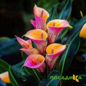 Калла Оникс купить по цене от 450р. в интернет-магазине «Посадика» с доставкой почтой в в Гаврилов Посаде и по всей России – [изображение №1].