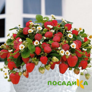 Клубника Рубиновый Шепот (горшечная) купить по цене от 240р. в интернет-магазине «Посадика» с доставкой почтой в в Гаврилов Посаде и по всей России – [изображение №1].