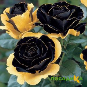 Роза Ханни Сикл купить по цене от 700р. в интернет-магазине «Посадика» с доставкой почтой в в Гаврилов Посаде и по всей России – [изображение №1].