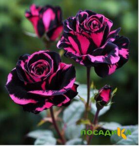 Роза Багровый Шепот купить по цене от 366р. в интернет-магазине «Посадика» с доставкой почтой в в Гаврилов Посаде и по всей России – [изображение №1].