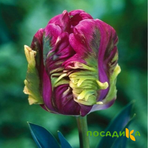 Тюльпан Экзотик Хэвен купить по цене от 186р. в интернет-магазине «Посадика» с доставкой почтой в в Гаврилов Посаде и по всей России – [изображение №1].