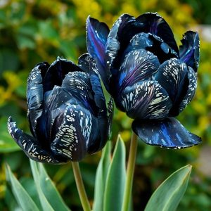 Тюльпан Блю Фог купить по цене от 500р. в интернет-магазине «Посадика» с доставкой почтой в в Гаврилов Посаде и по всей России – [изображение №1].