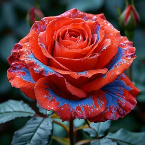 Роза Сикрет Гарден купить по цене от 619р. в интернет-магазине «Посадика» с доставкой почтой в в Гаврилов Посаде и по всей России – [изображение №1].