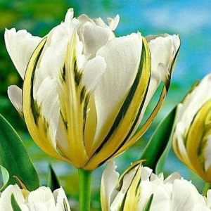 Тюльпан Экзотик Пуруссима купить по цене от 305р. в интернет-магазине «Посадика» с доставкой почтой в в Гаврилов Посаде и по всей России – [изображение №1].