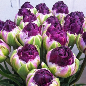 Тюльпан Анаконда купить по цене от 450р. в интернет-магазине «Посадика» с доставкой почтой в в Гаврилов Посаде и по всей России – [изображение №1].