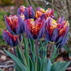 Тюльпан Опал Дрим купить по цене от 207р. в интернет-магазине «Посадика» с доставкой почтой в в Гаврилов Посаде и по всей России – [изображение №1].