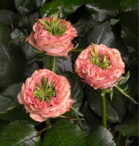 Роза Амбер Инчант купить по цене от 495р. в интернет-магазине «Посадика» с доставкой почтой в в Гаврилов Посаде и по всей России – [изображение №1].