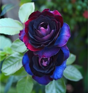 Роза Скарлет Рэвери купить по цене от 489р. в интернет-магазине «Посадика» с доставкой почтой в в Гаврилов Посаде и по всей России – [изображение №1].