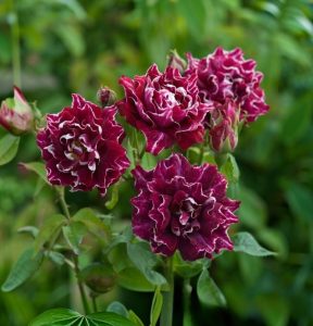 Роза Опаловый Пейзаж купить по цене от 490р. в интернет-магазине «Посадика» с доставкой почтой в в Гаврилов Посаде и по всей России – [изображение №1].