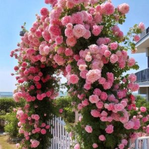 Роза Пастель Розе купить по цене от 605р. в интернет-магазине «Посадика» с доставкой почтой в в Гаврилов Посаде и по всей России – [изображение №1].