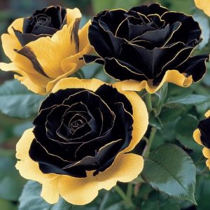 Роза Ханни Сикл купить по цене от 700р. в интернет-магазине «Посадика» с доставкой почтой в в Гаврилов Посаде и по всей России – [изображение №1].