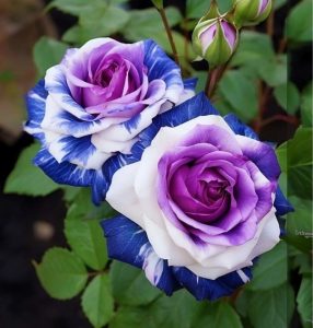 Роза Айвори Каскад купить по цене от 420р. в интернет-магазине «Посадика» с доставкой почтой в в Гаврилов Посаде и по всей России – [изображение №1].