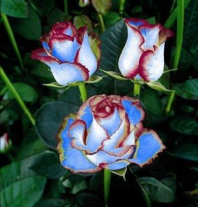 Роза Сафайер Пэтл купить по цене от 450р. в интернет-магазине «Посадика» с доставкой почтой в в Гаврилов Посаде и по всей России – [изображение №1].