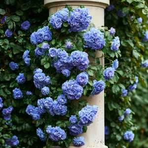 Роза плетистая Блю Перпл купить по цене от 540р. в интернет-магазине «Посадика» с доставкой почтой в в Гаврилов Посаде и по всей России – [изображение №1].